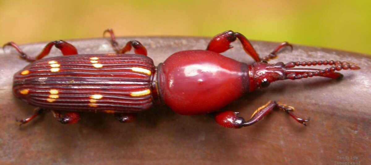 Brentidae