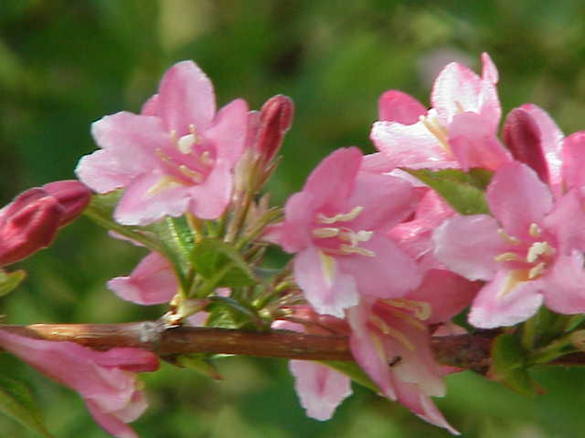 Weigela