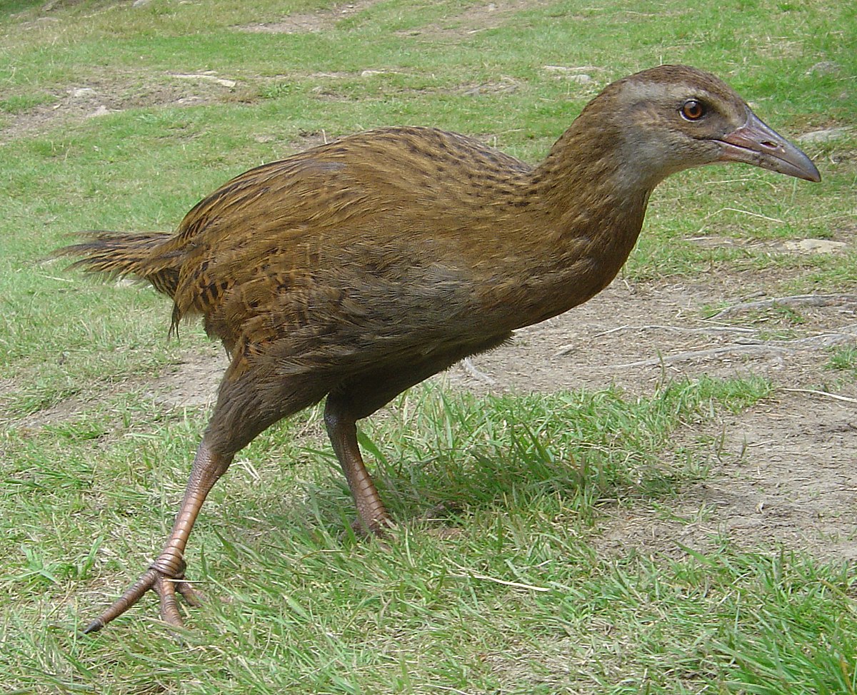 Gallirallus