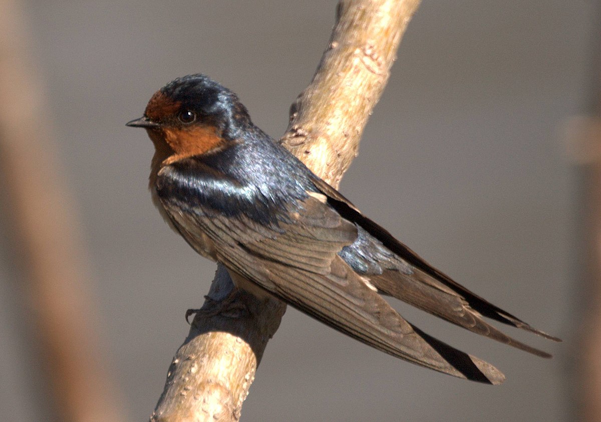 Hirondelle messagère