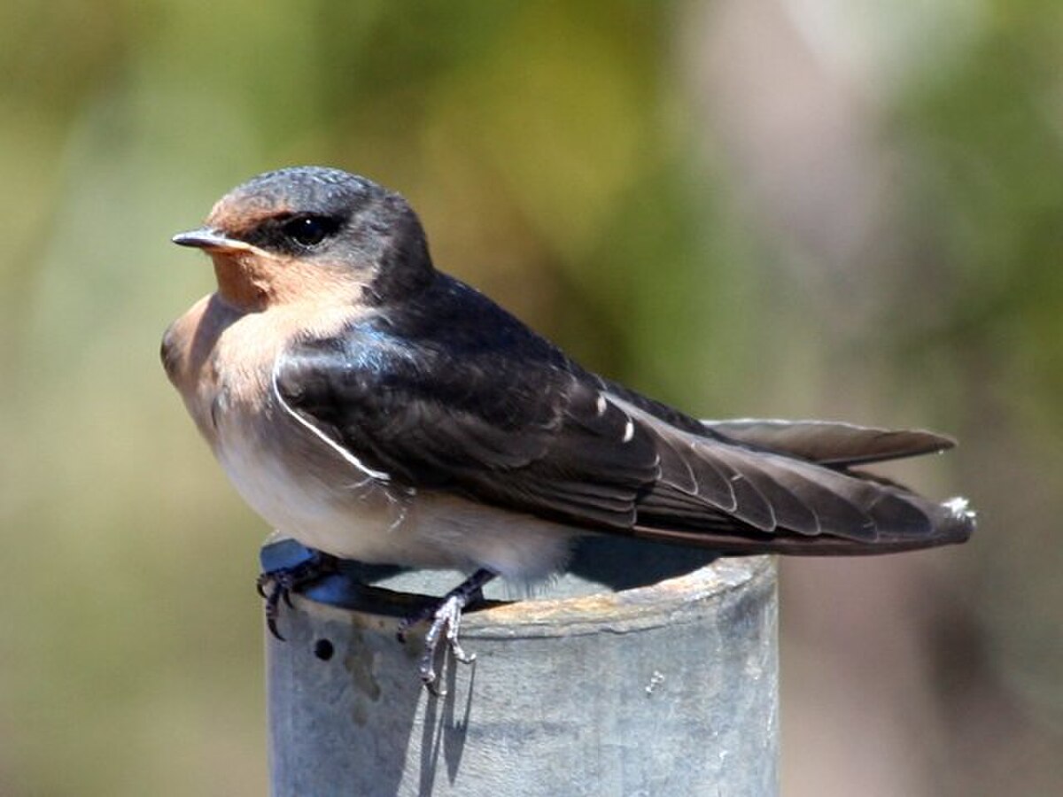 Welcome swallow.jpg