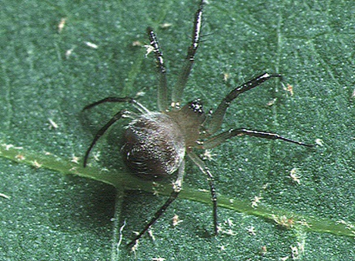 Theridiosomatidae