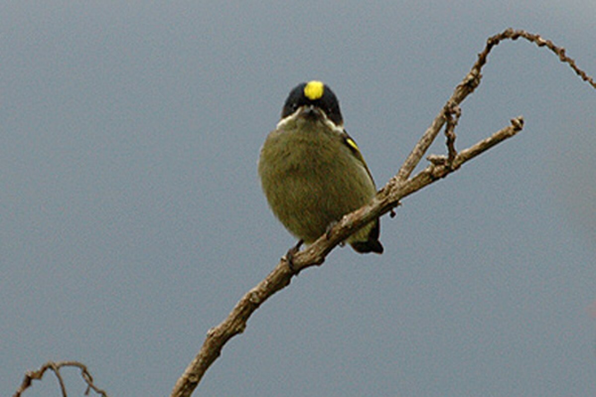 Pogoniulus