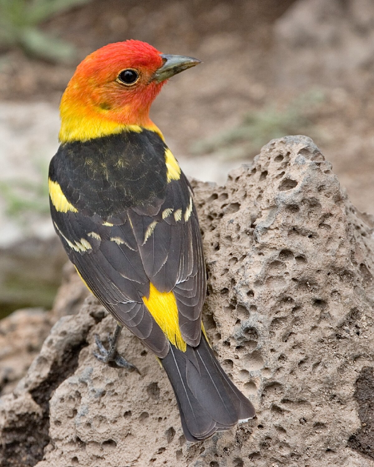 Tangara à tête rouge
