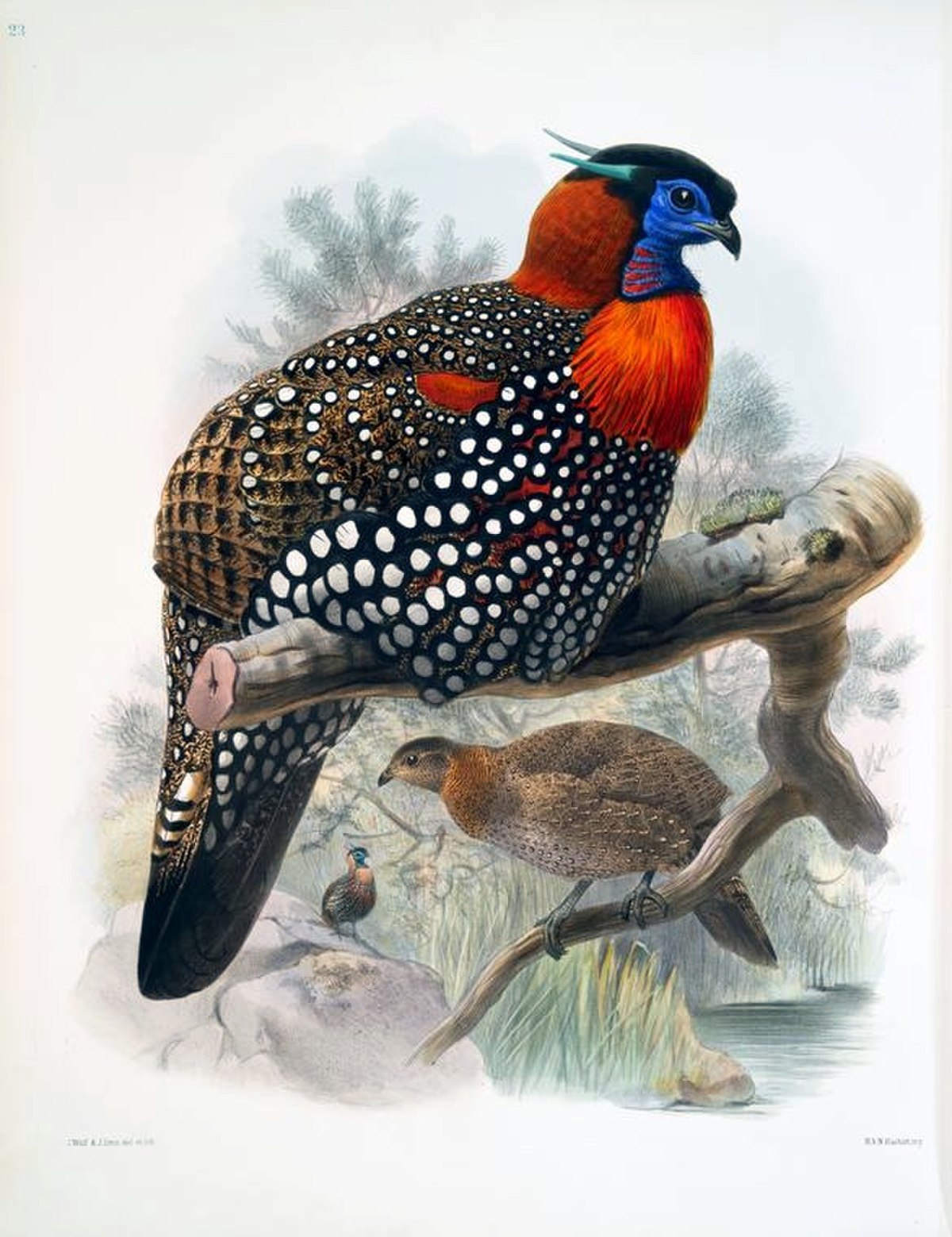 Tragopan de Hastings