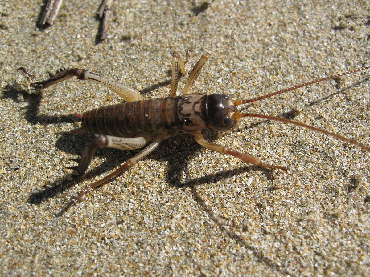 Anostostomatidae