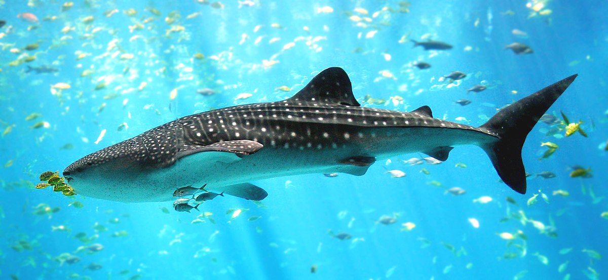 Requin-baleine deTaiwan à l'aquarium de Géorgie.
