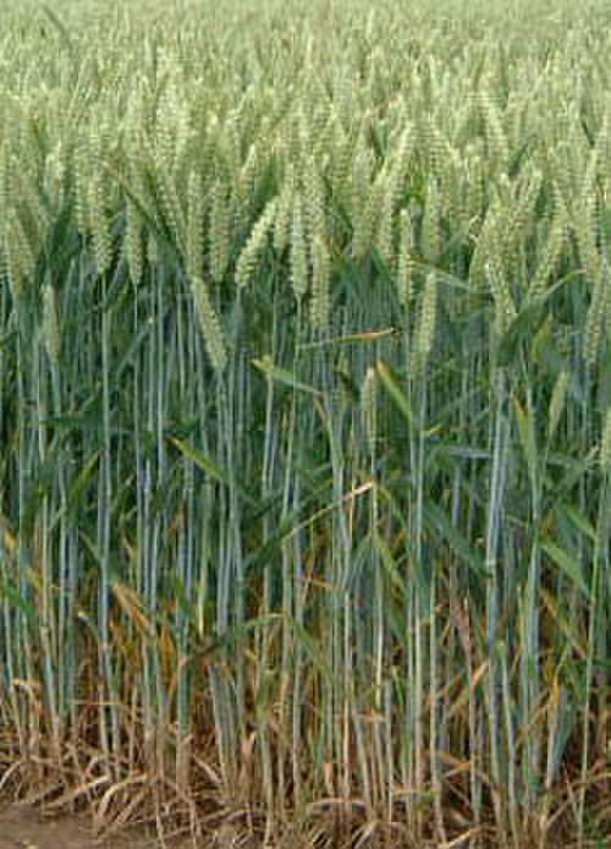 Plants de blé
