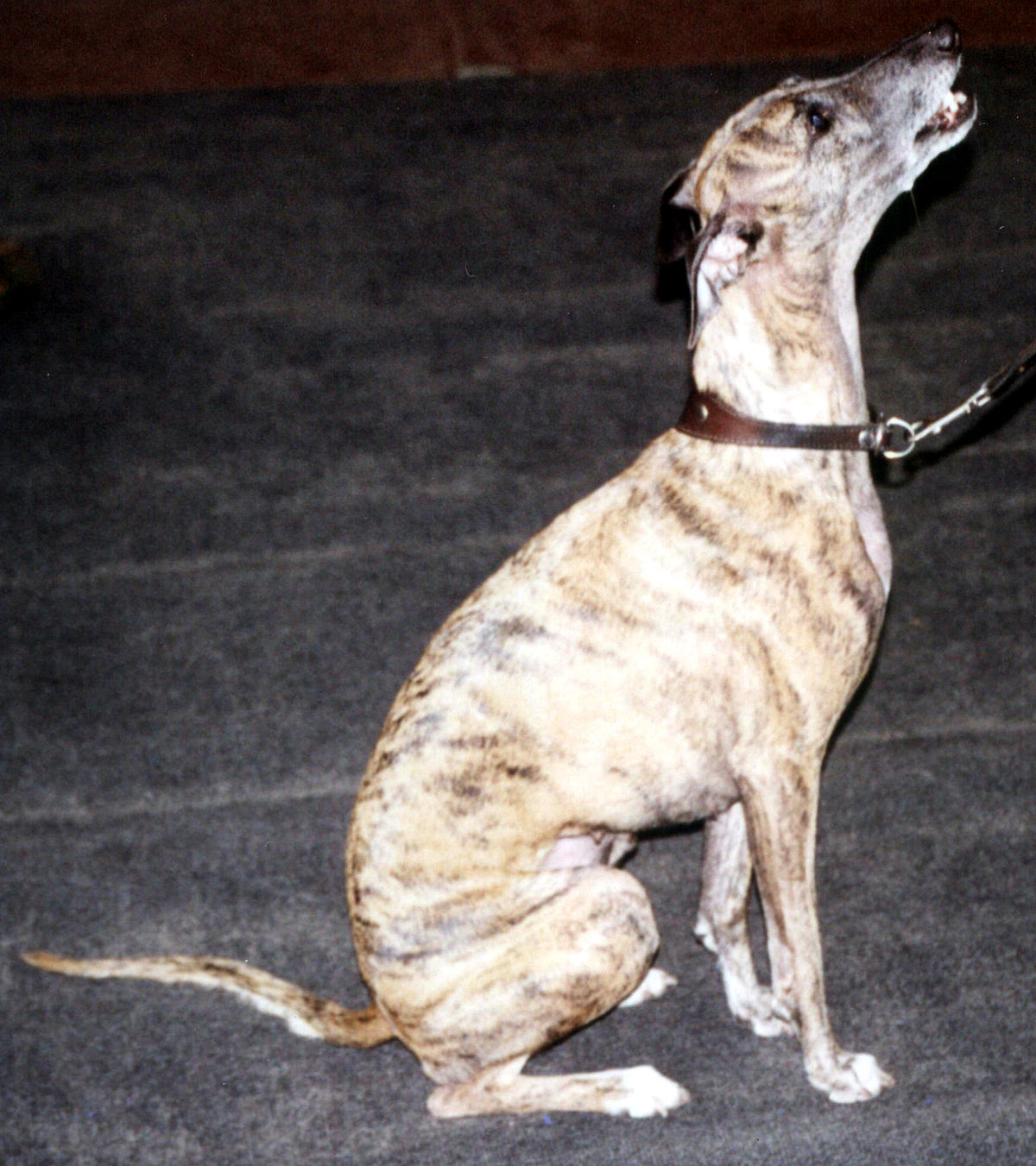 Whippet 748.jpg