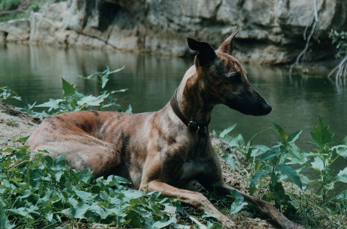 Whippet-brindle-male-03.jpg