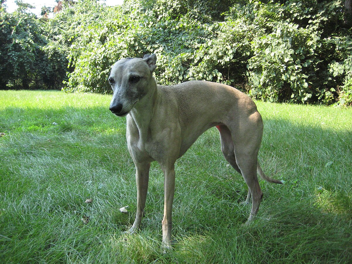 Whippet dog - front.jpg