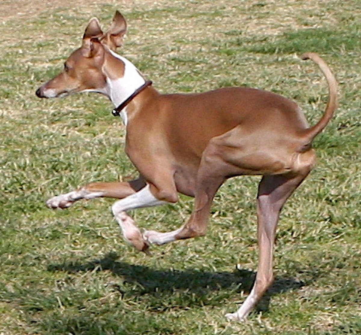 Whippet Image 001.jpg