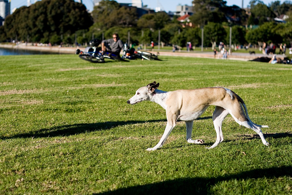 Whippet Jessie.jpg