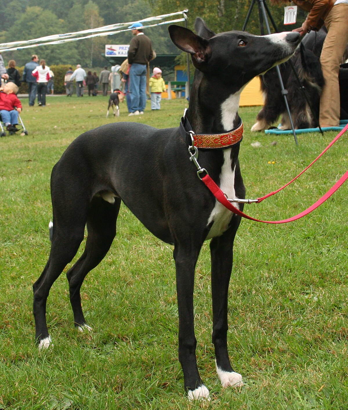 Whippet rybnik - kamien pp.jpg