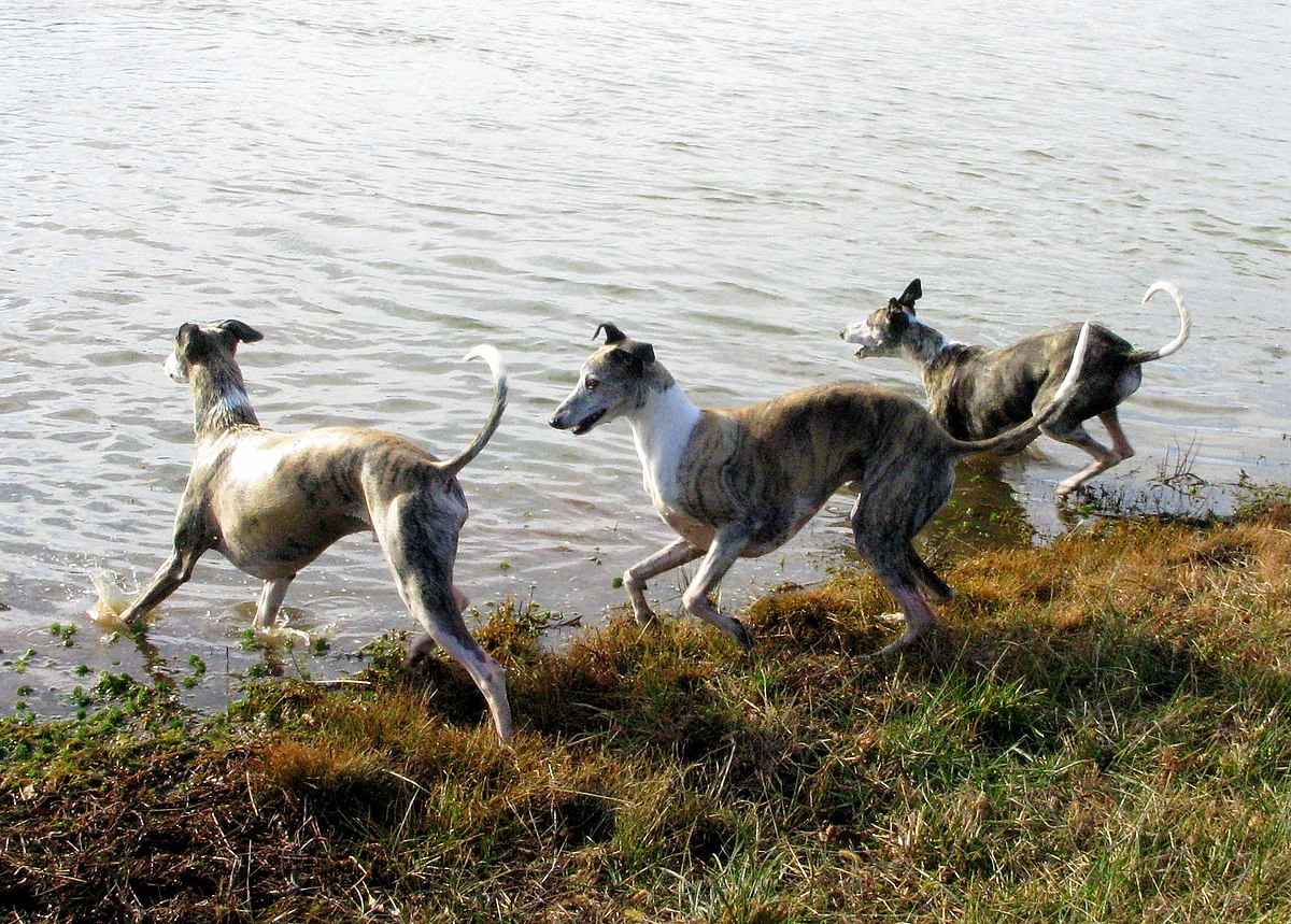 Whippet Trio.jpg