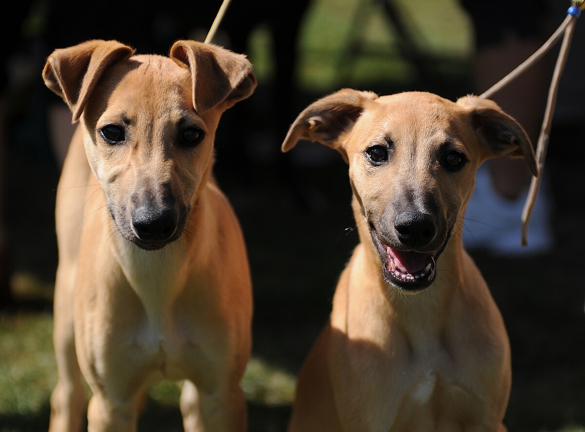 Chiots Whippets