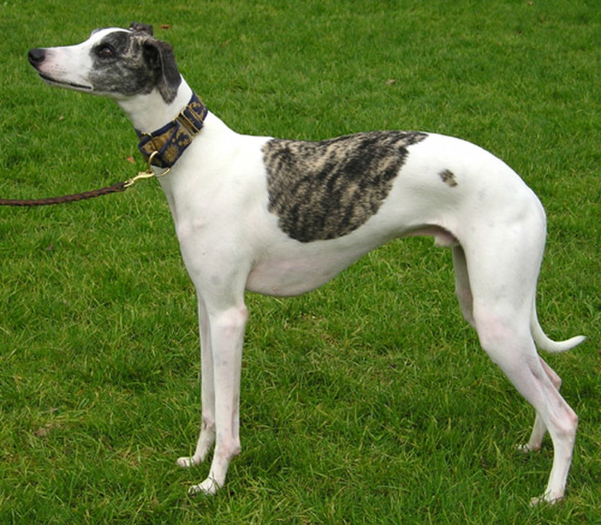 Lévrier whippet