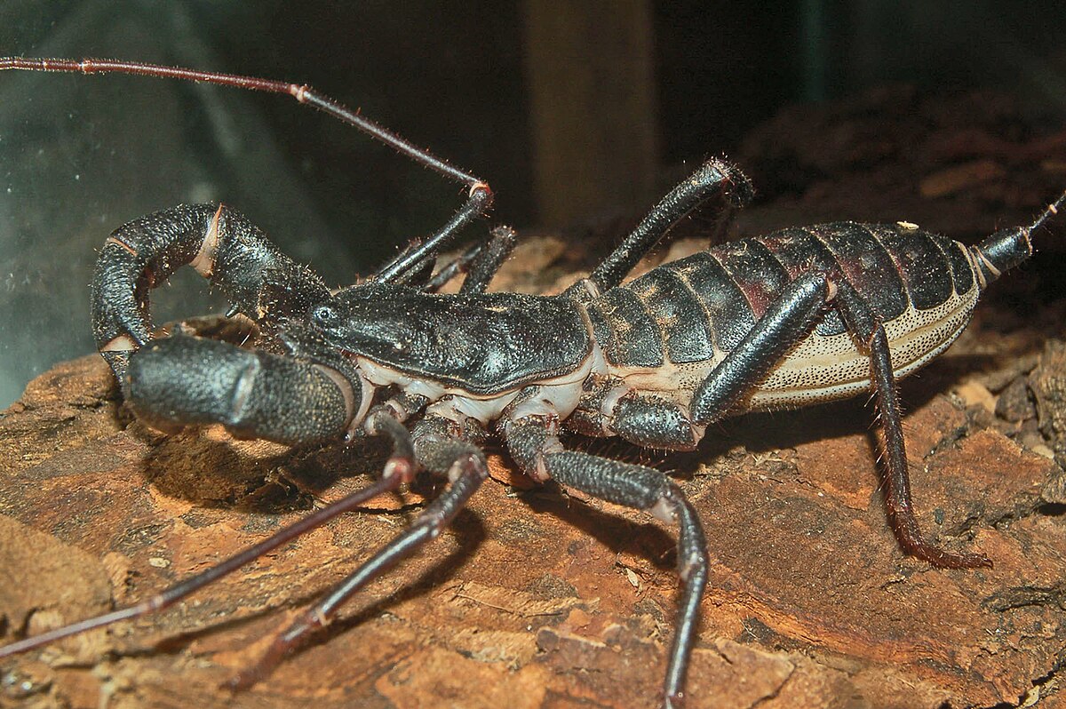 Uropygi