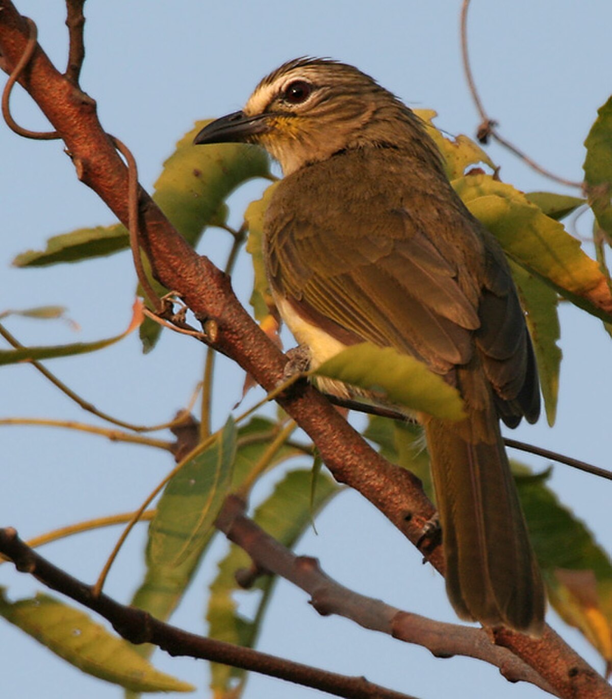 Bulbul à sourcils blancs