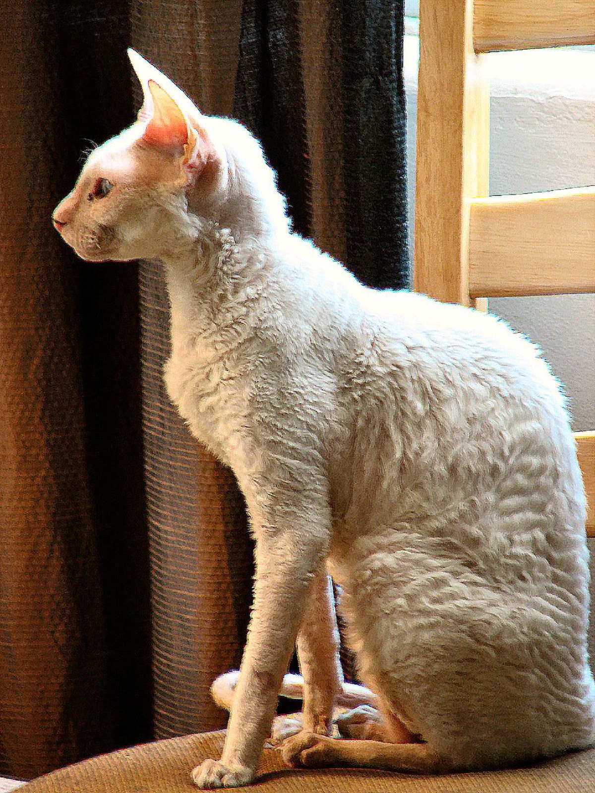 Chat rex