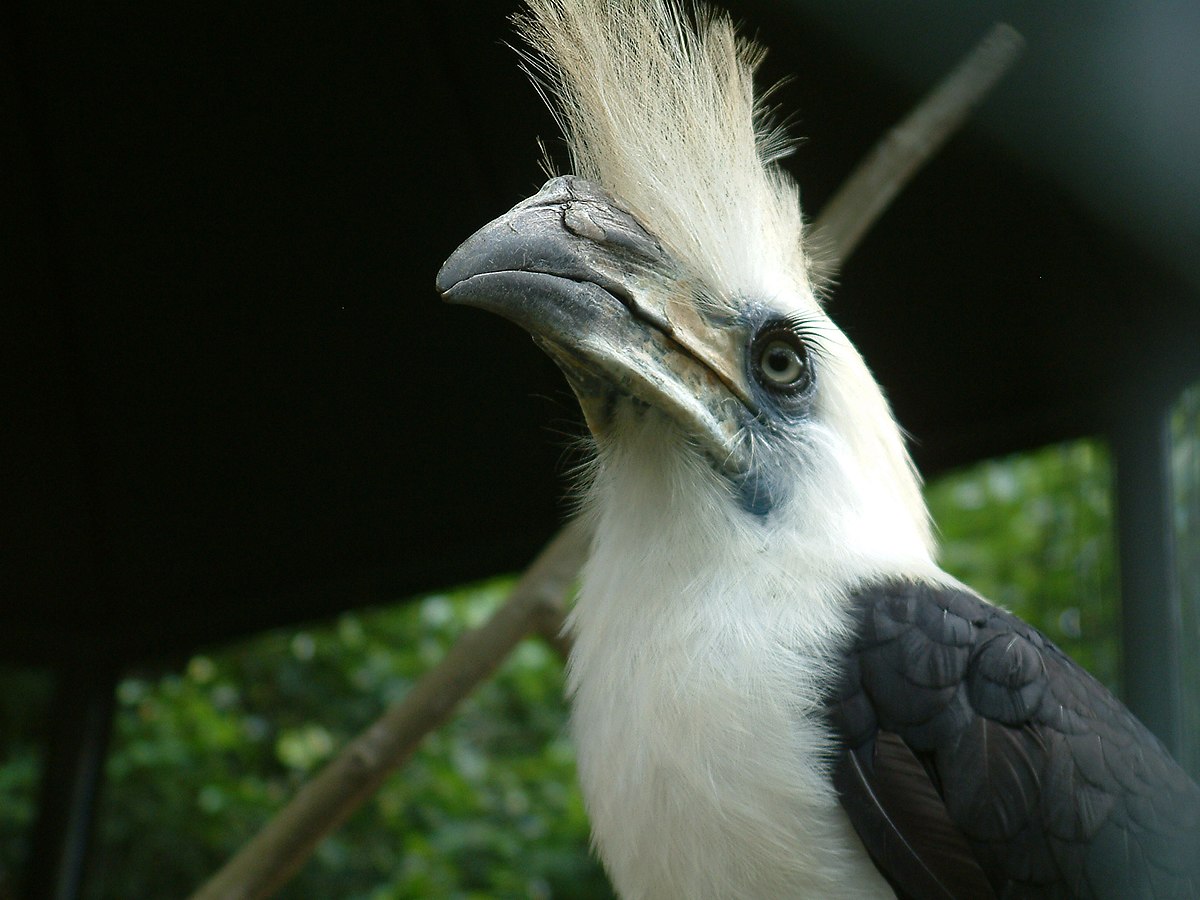 Calao coiffé