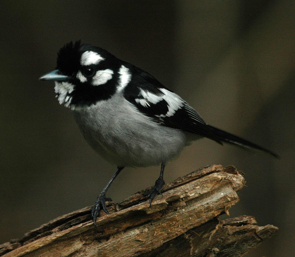 Monarque (oiseau)