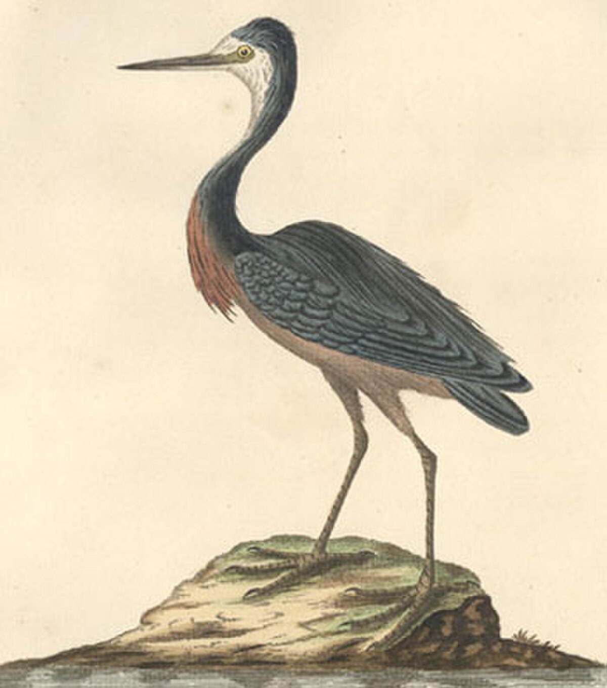 White-fronted Heron.jpg