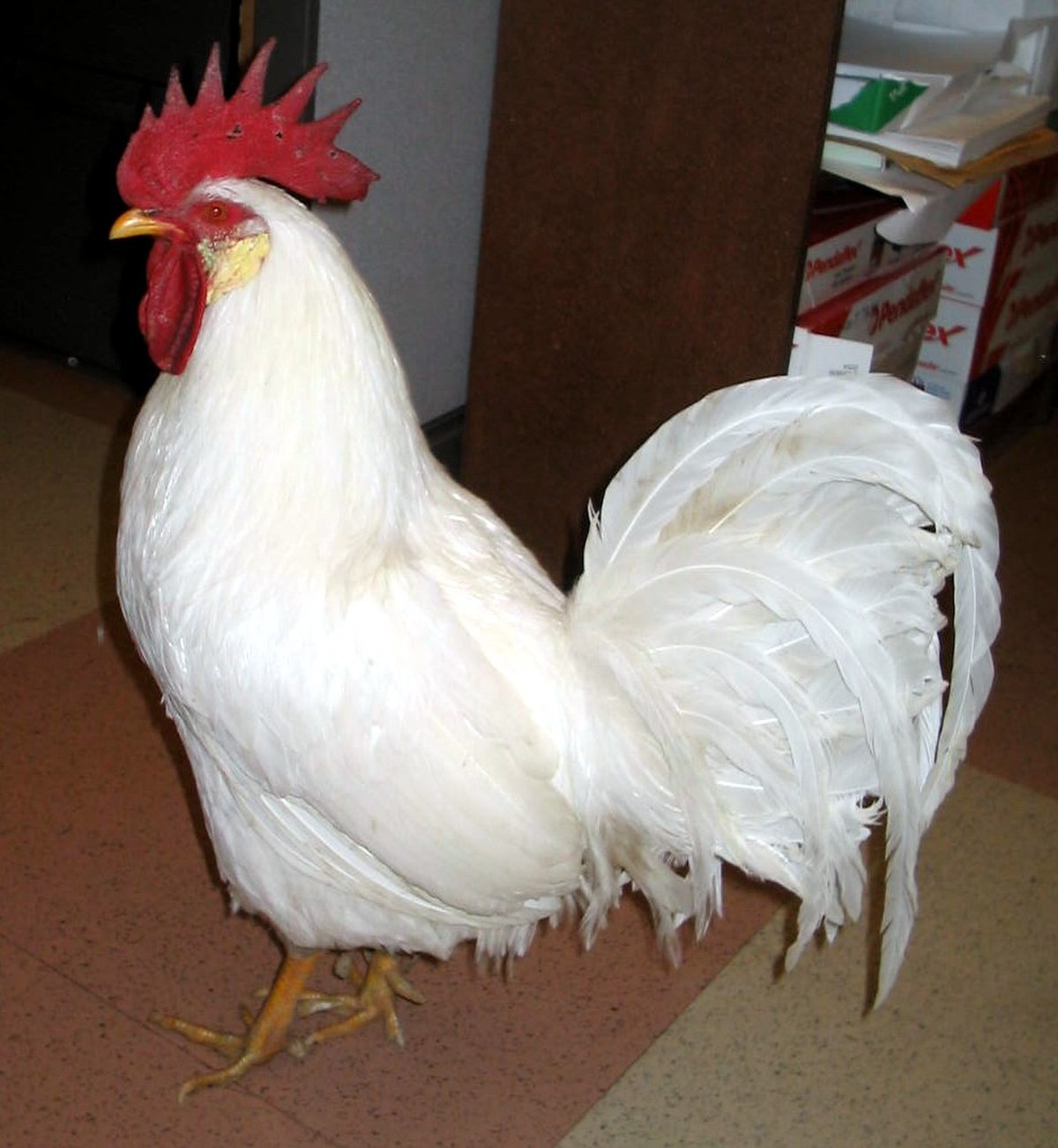 White Leghorn Rooster.jpg