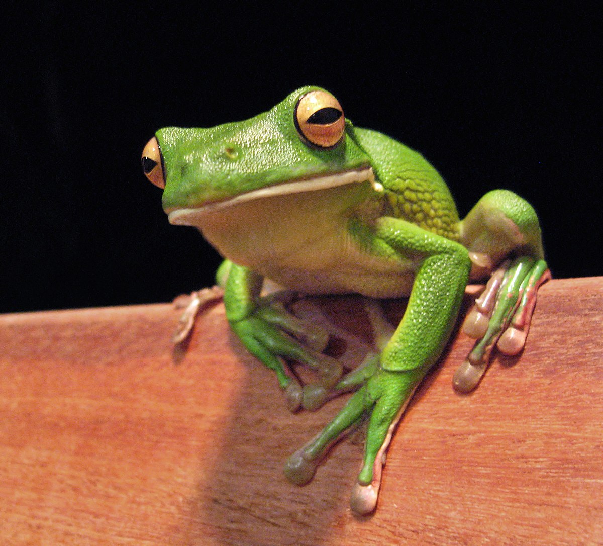 Lissamphibia (classification phylogénétique)