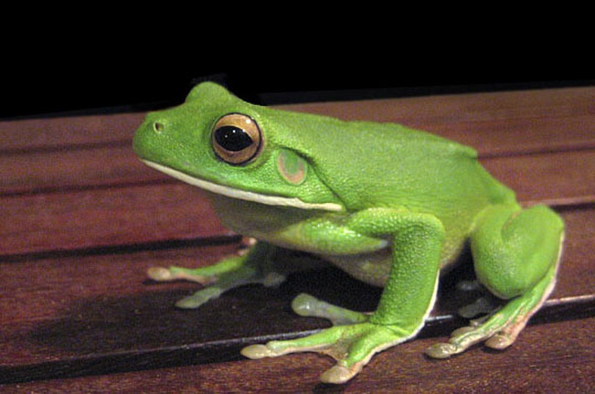 Litoria infrafrenata