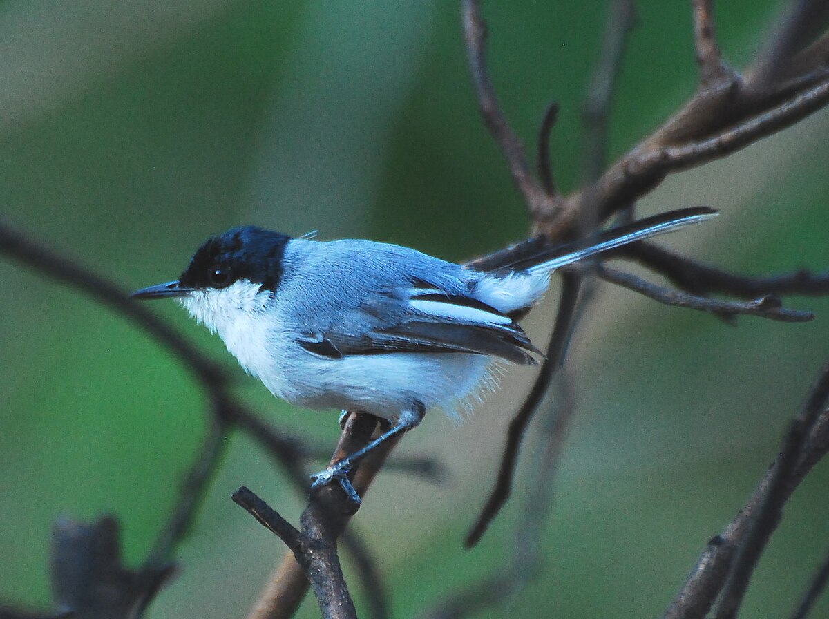 Polioptilidae