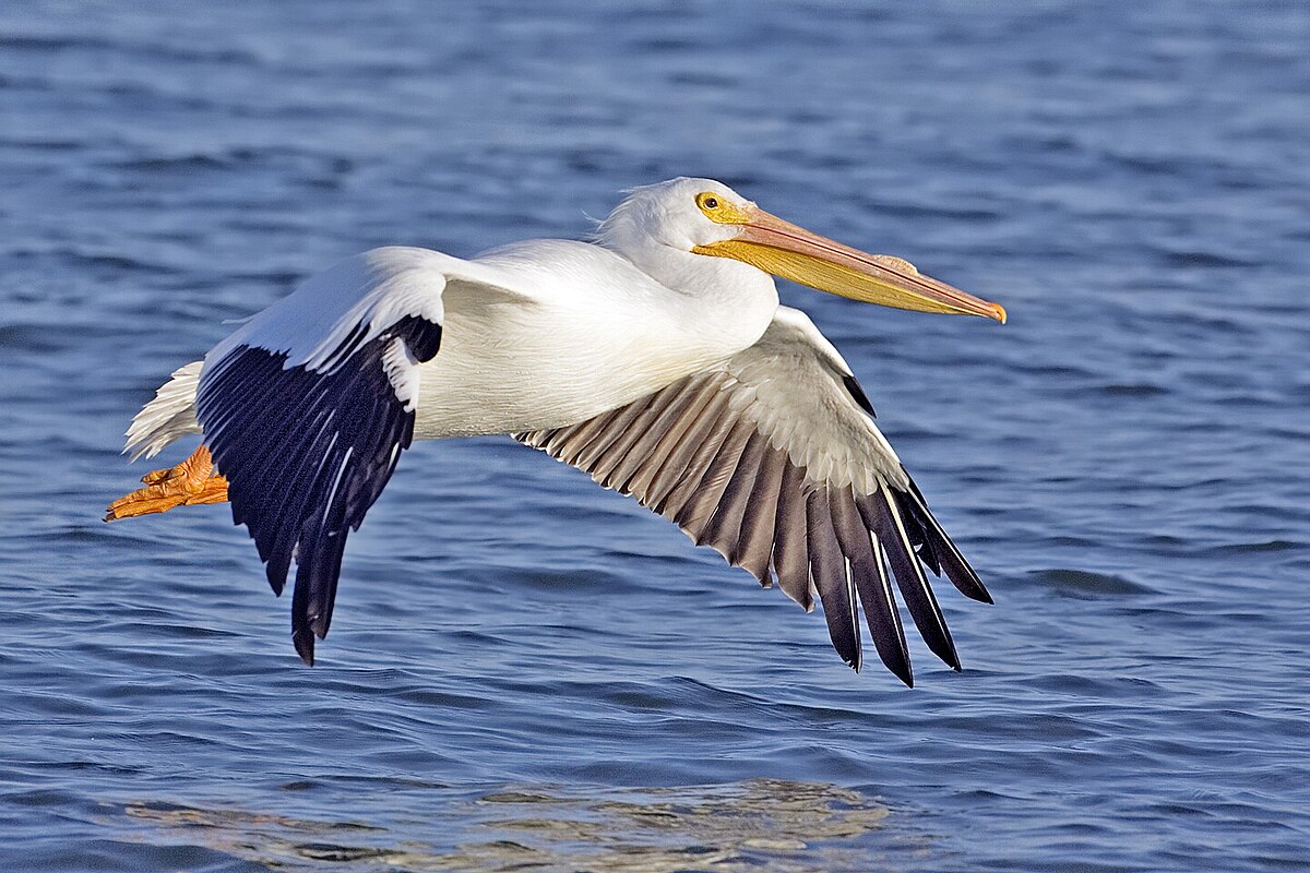 White pelican02 - natures pics.jpg
