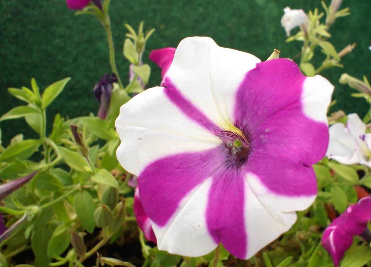Pétunia