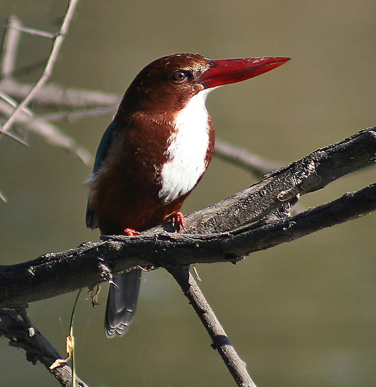 White throated Kingfisher at Bharatpur I IMG 8545.jpg