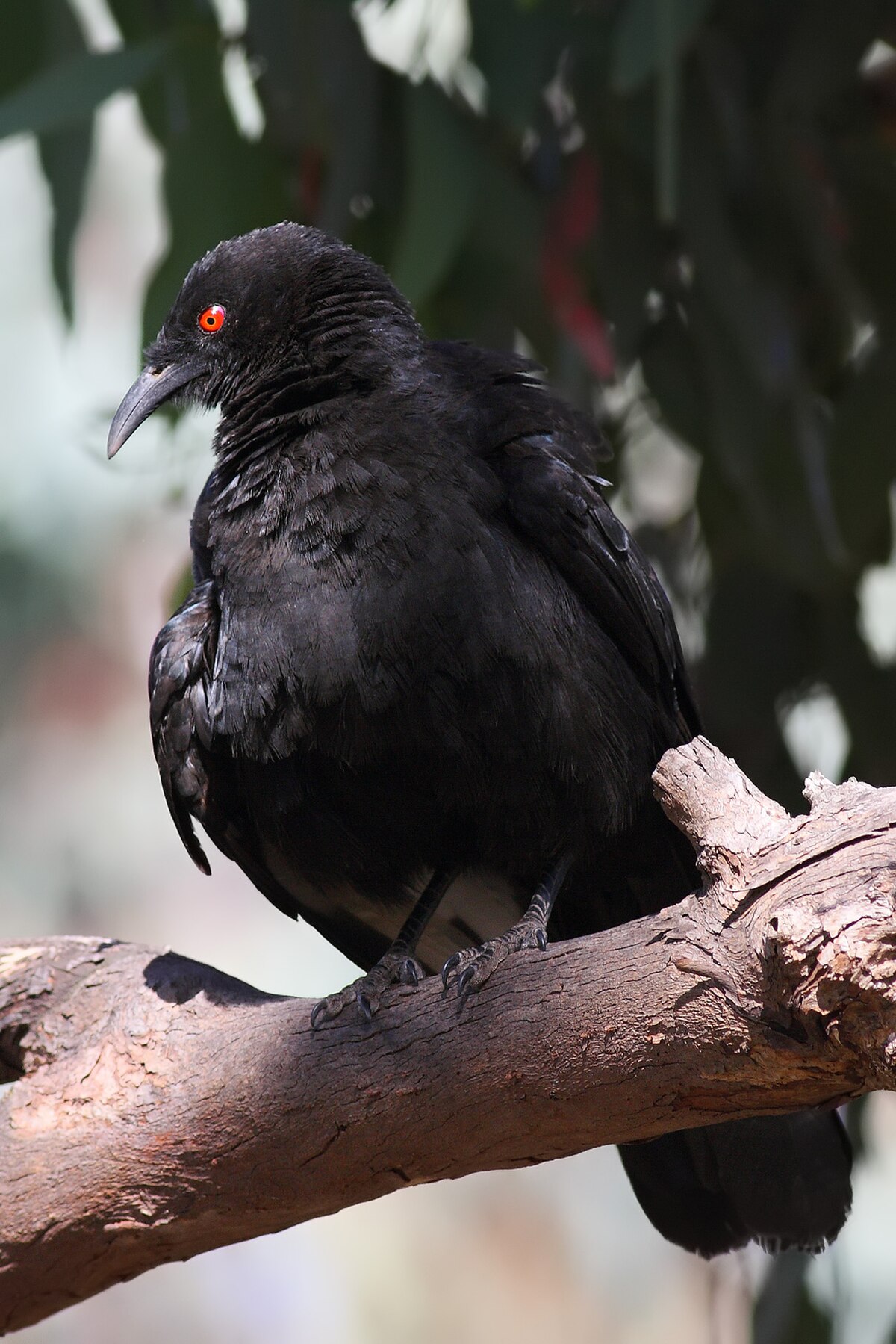 Corbicrave leucoptère
