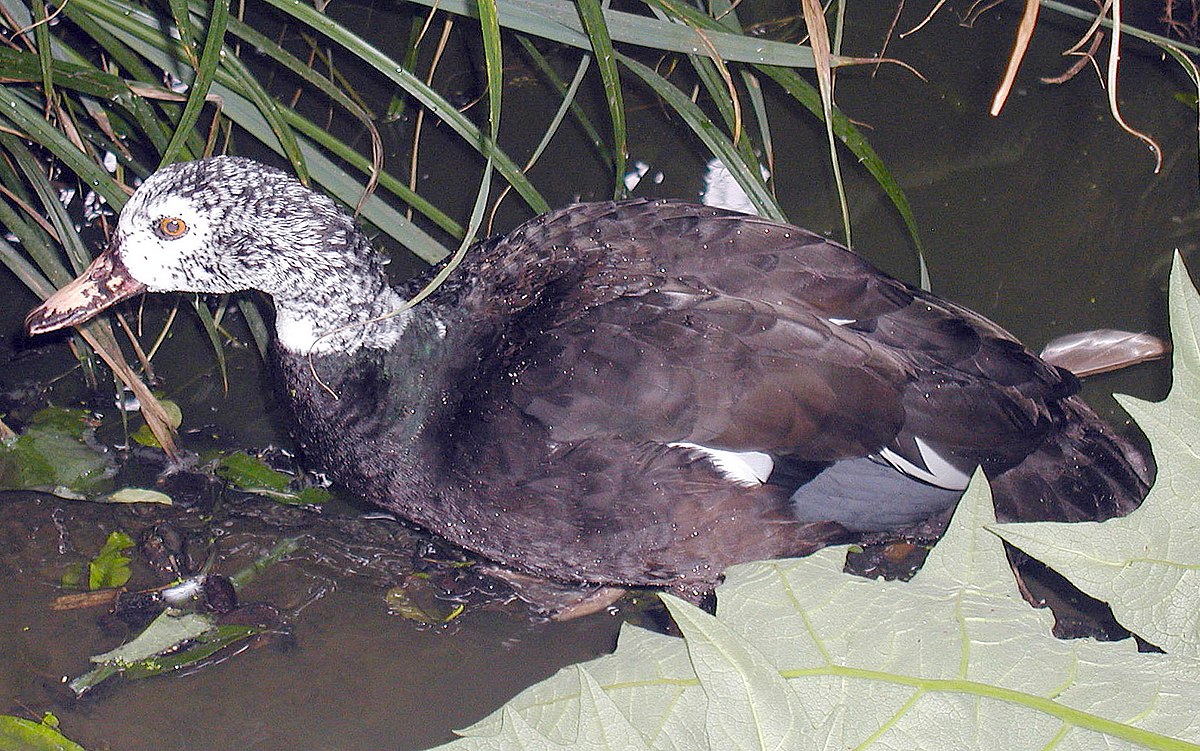 Canard à ailes blanches