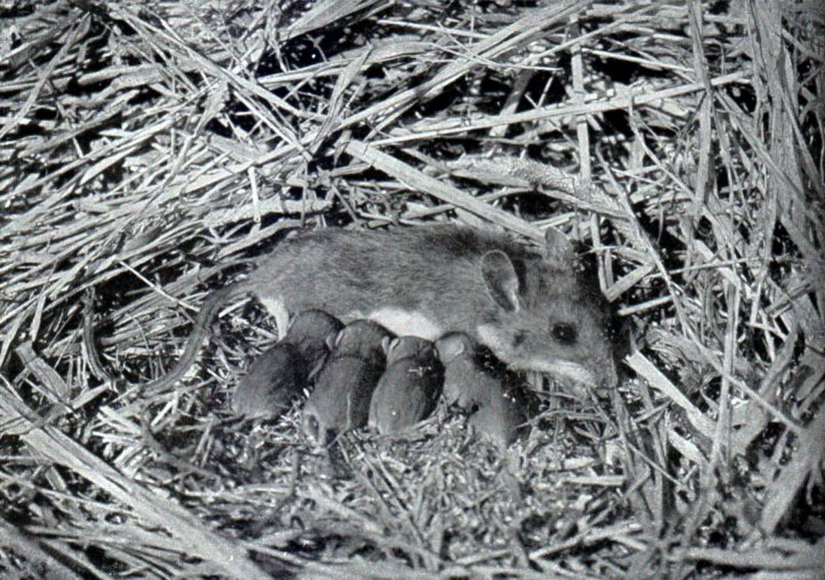 Souris à pattes blanches
