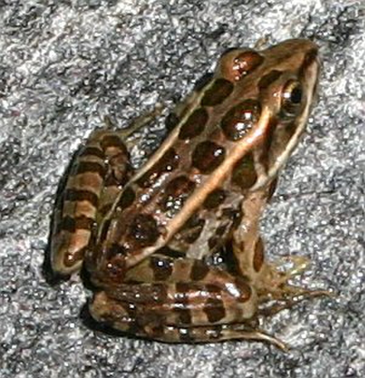 Grenouille des marais