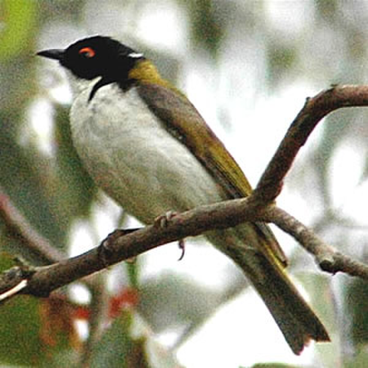 Melithreptus