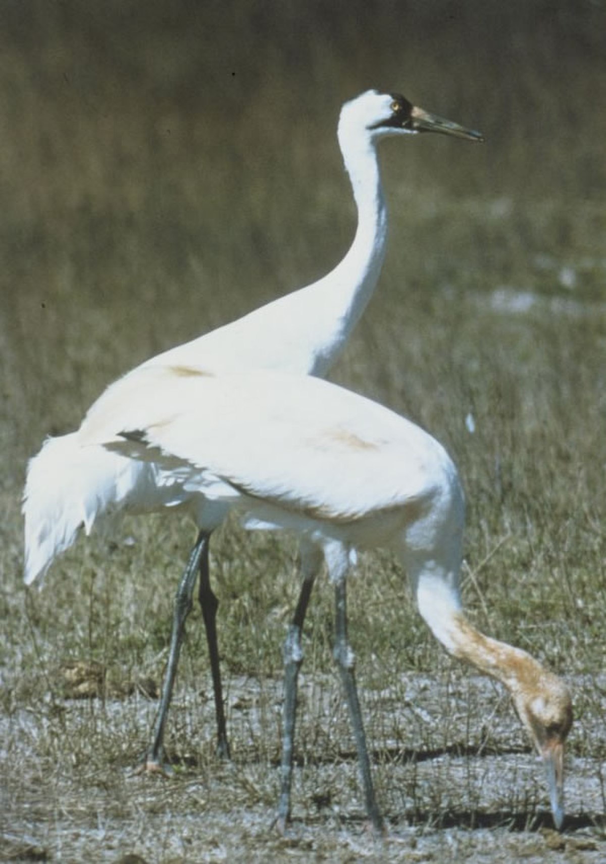 Grue blanche
