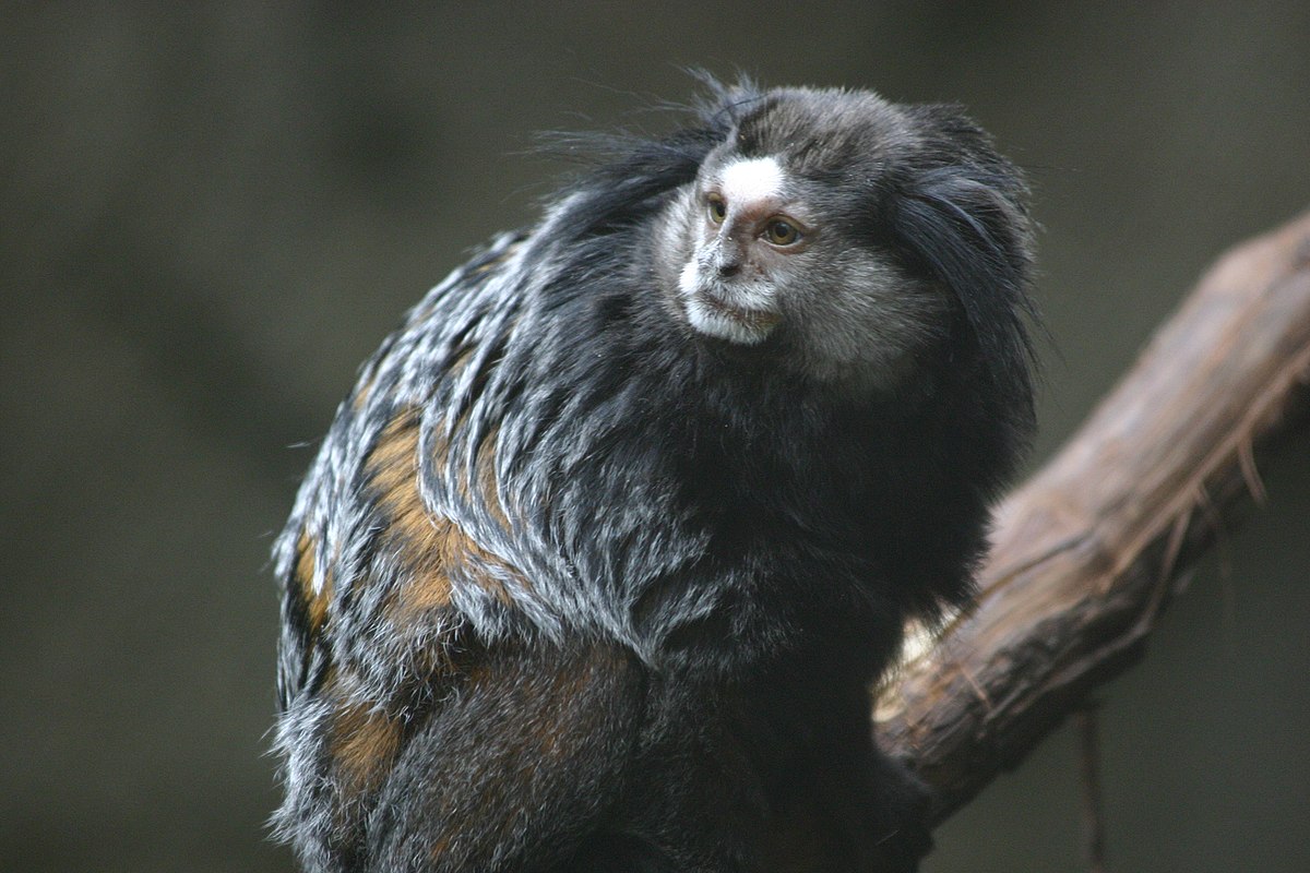 Callithrix kuhlii