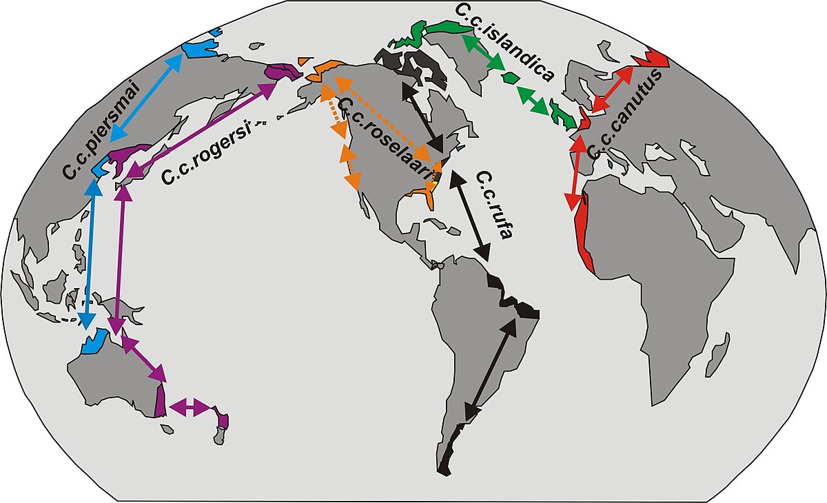 WikipediaKnotWorld.jpg