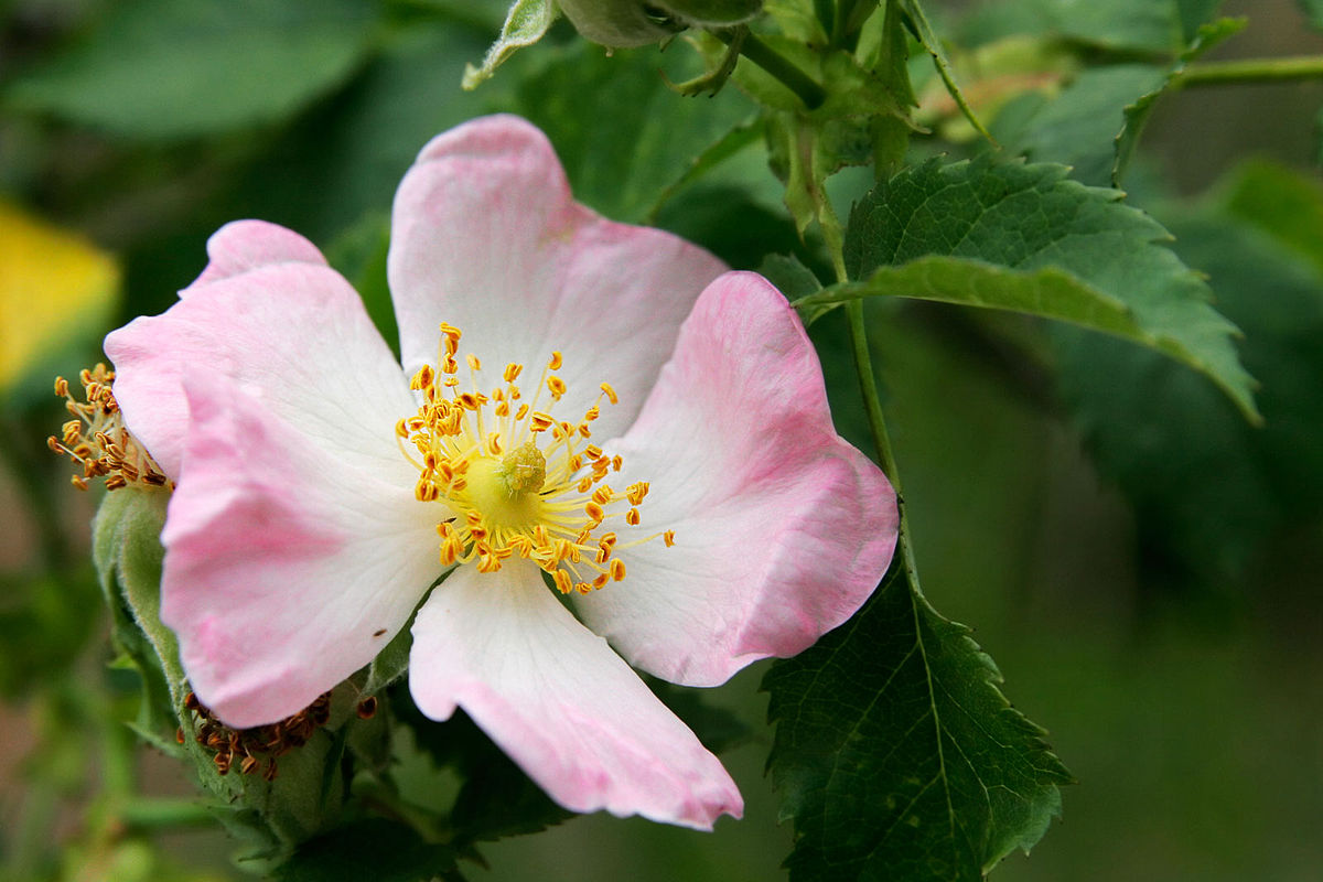 Liste des espèces du genre Rosa
