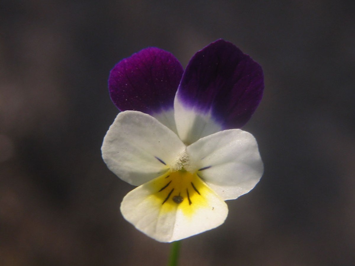 Pensée sauvage (plante)