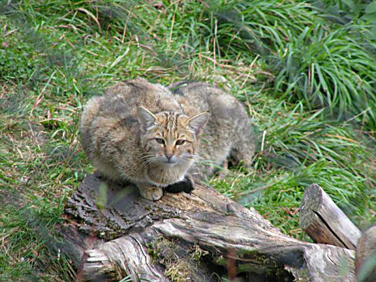 Felis