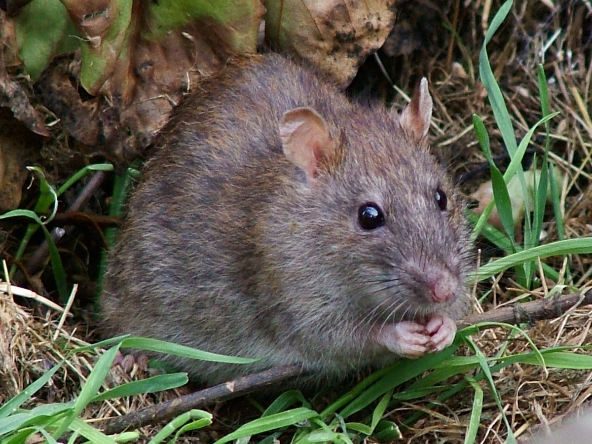 Rattus norvegicus