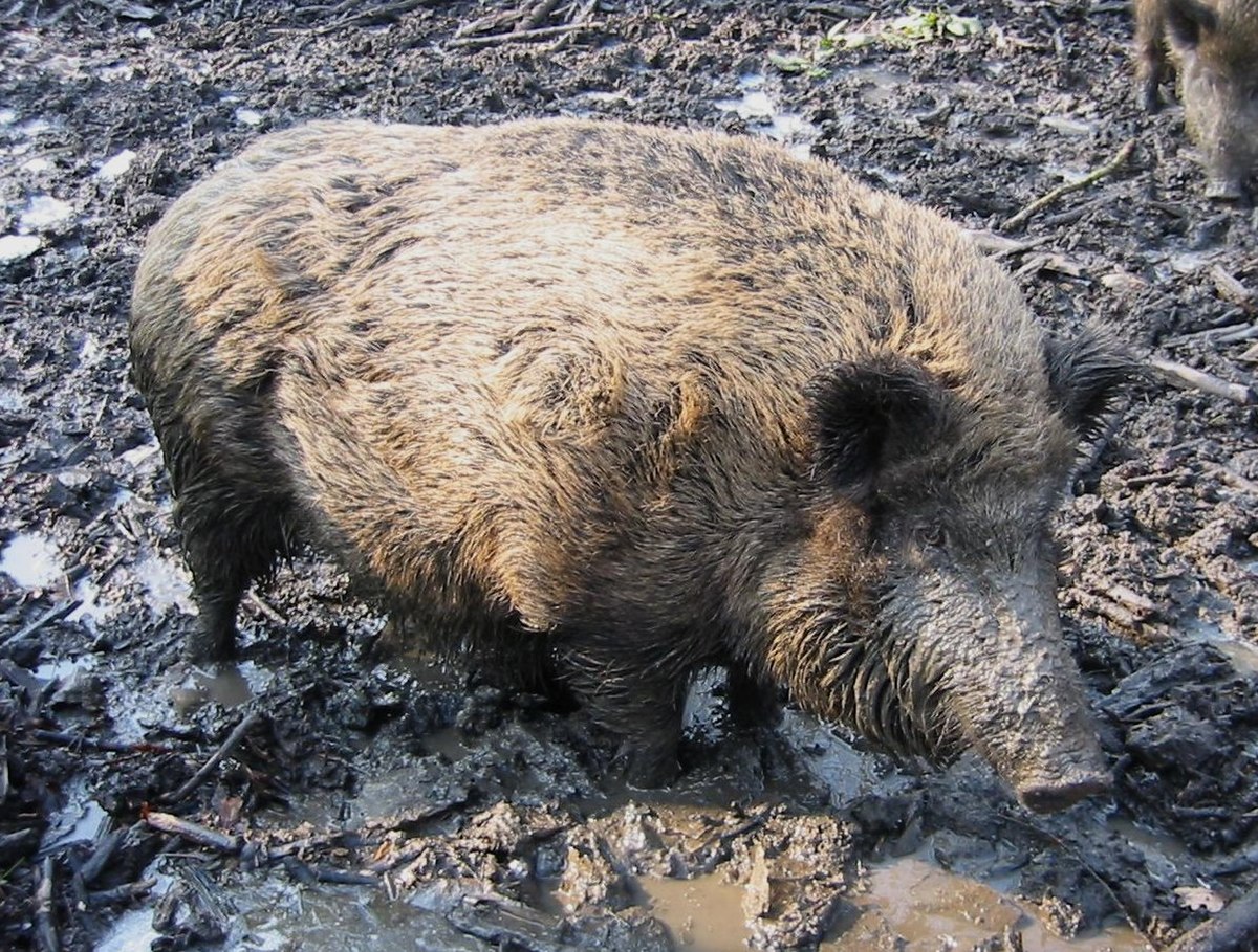 Sanglier