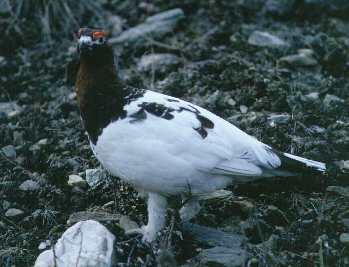 Lagopède des saules