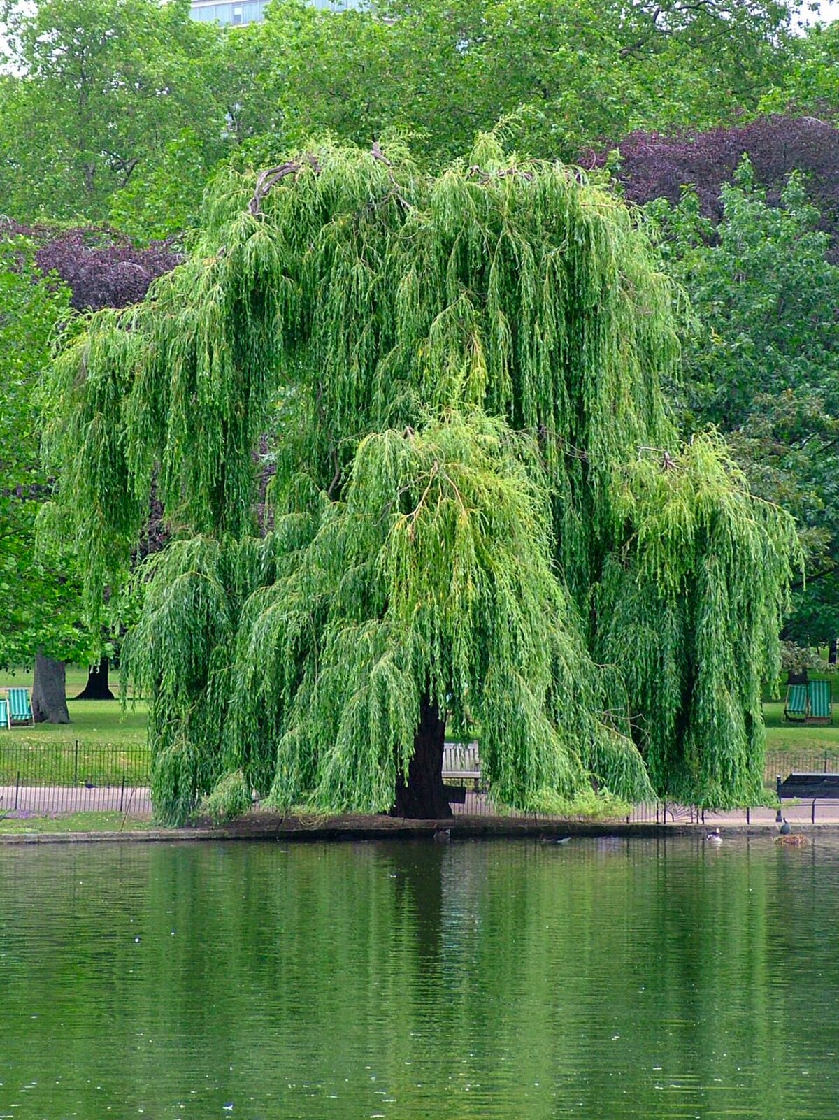 Saule pleureur