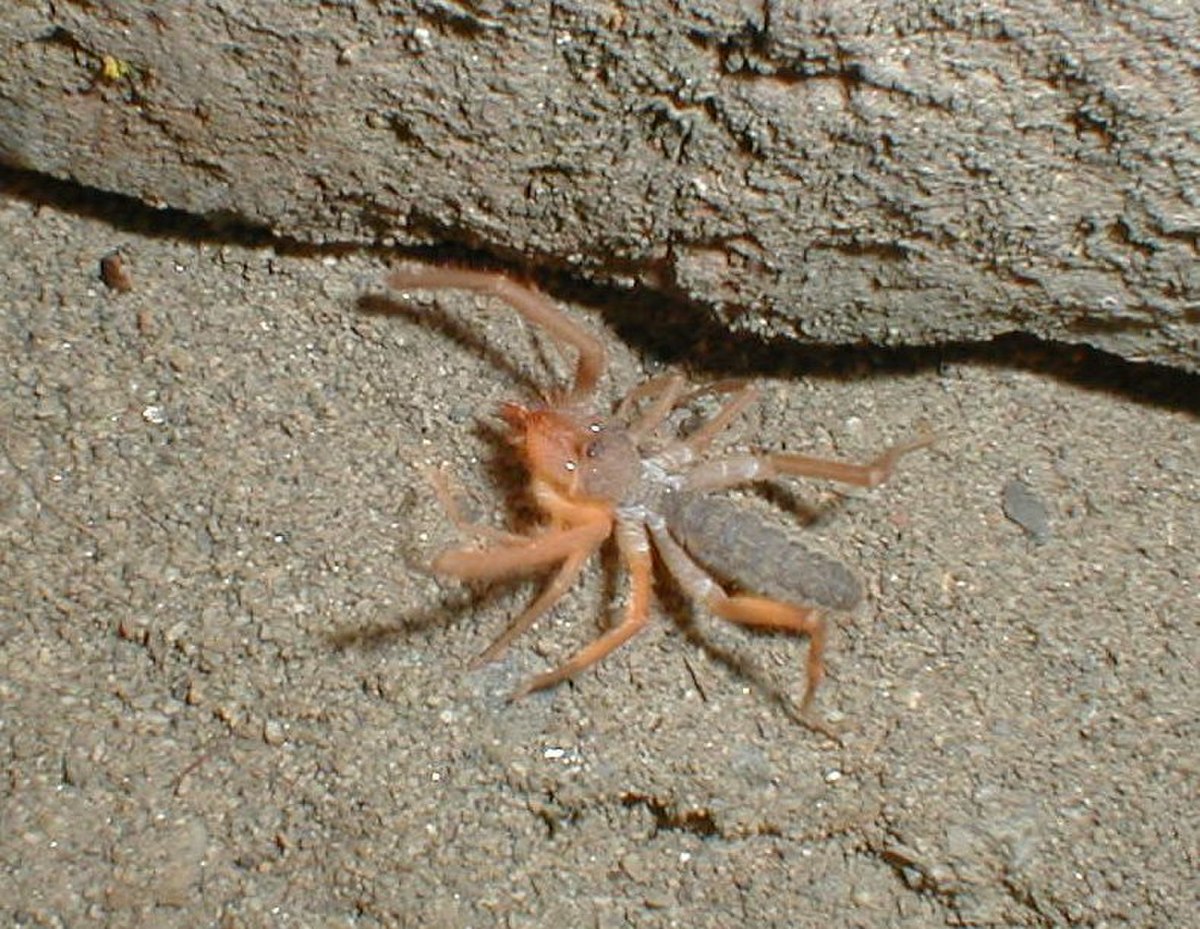 Solifugae